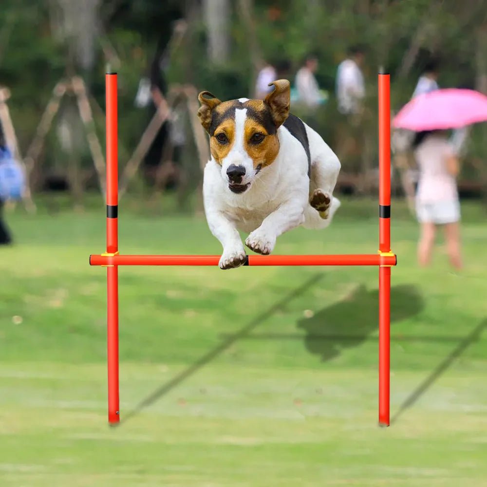 Obstacles d’Agility pour Chien - AnimaLiv