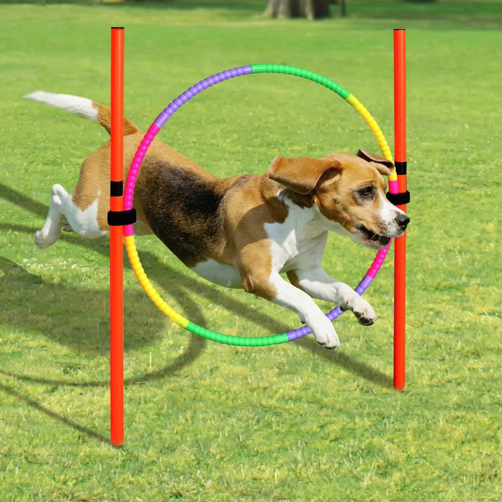 Obstacles d’Agility pour Chien - AnimaLiv