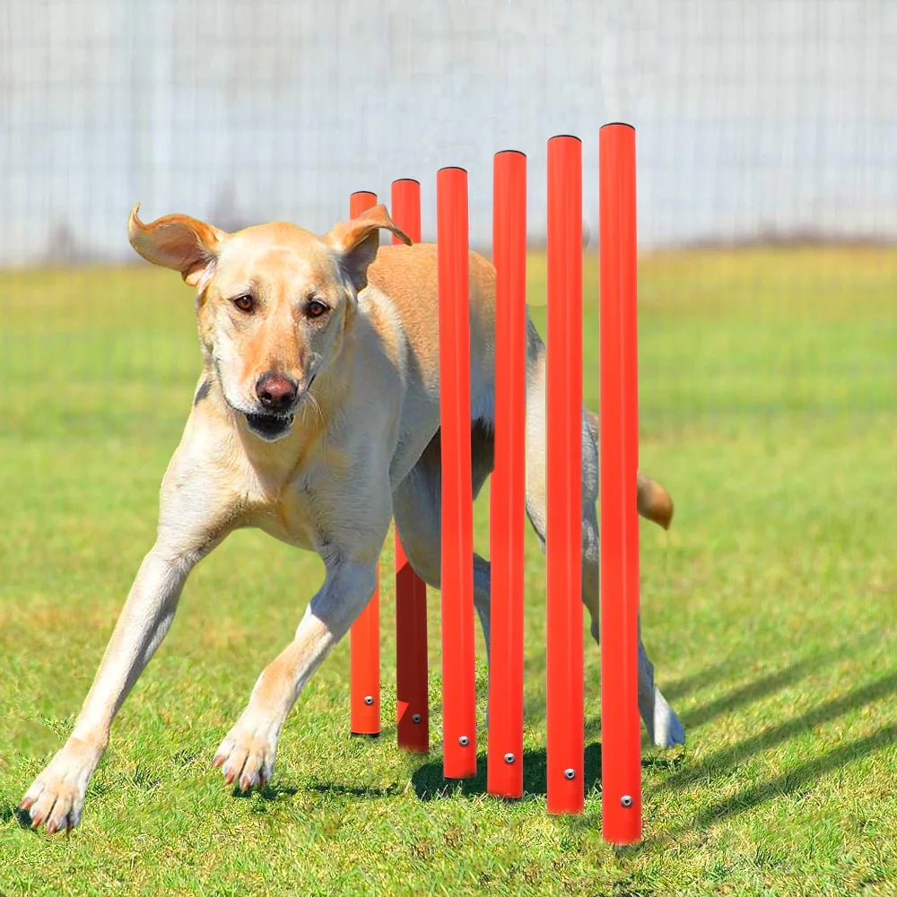 Obstacles d’Agility pour Chien - AnimaLiv