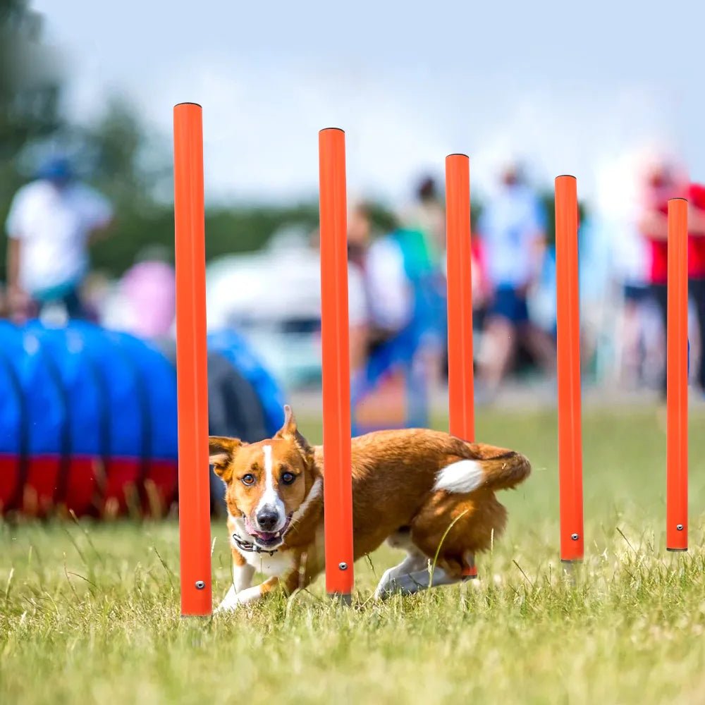 Obstacles d’Agility pour Chien - AnimaLiv