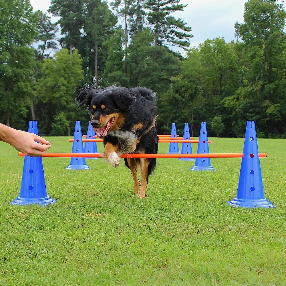 Barre de saut pour chiens - AnimaLiv