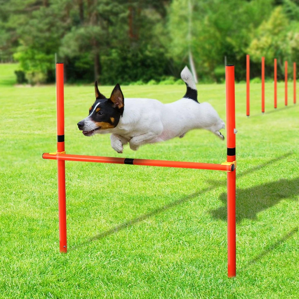 Obstacles d’Agility pour Chien - AnimaLiv