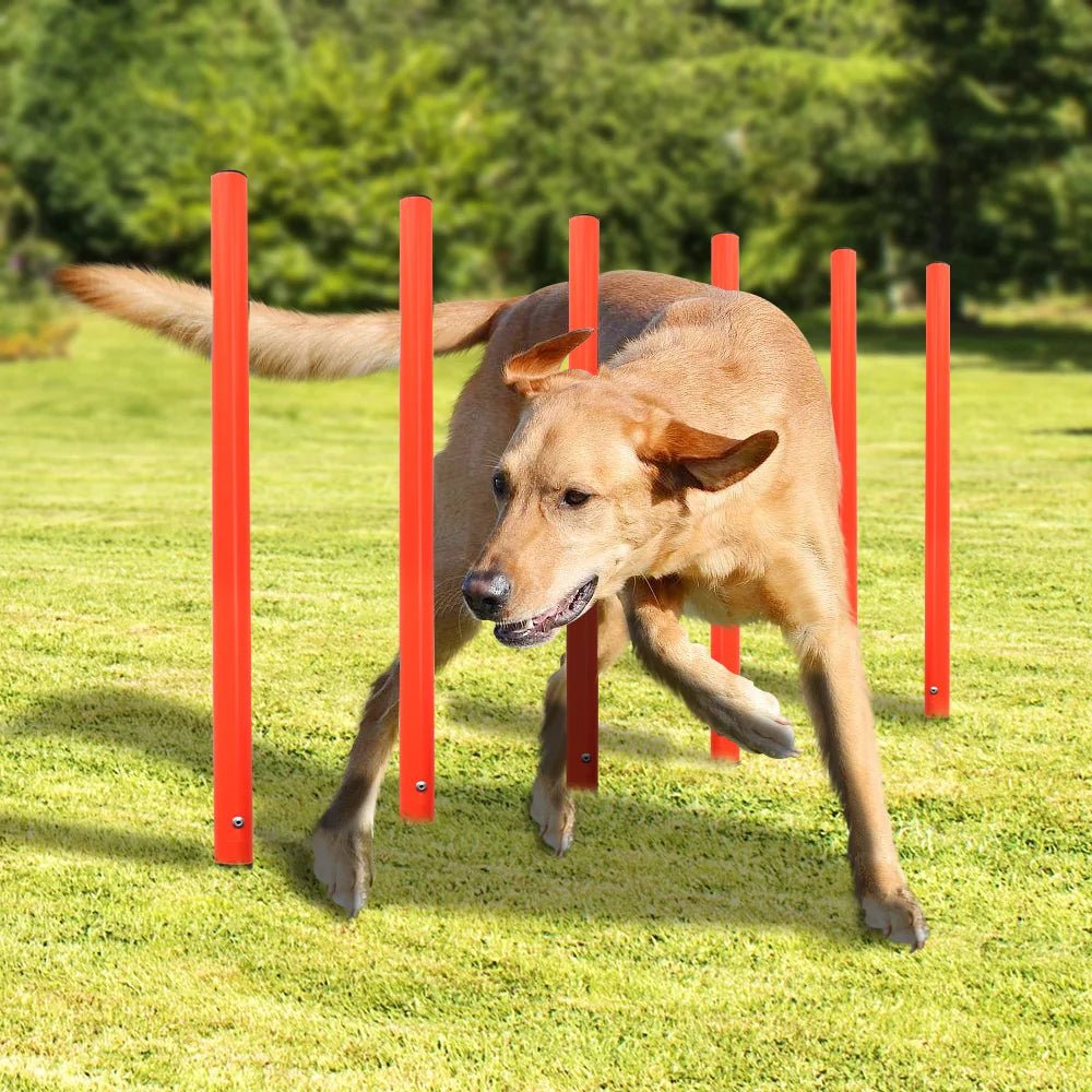 Obstacles d’Agility pour Chien - AnimaLiv